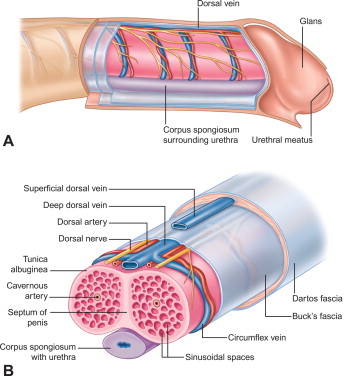 کلینیک فیزیوتراپی سلام فیزیوتراپیست مهدی افشار صفوی فیزیوتراپی تخصصی کف لگن در مشهد